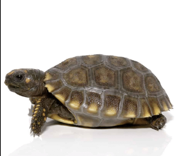 Baby Yellowfoot Tortoise for sale