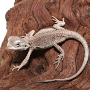 Baby Zero Bearded Dragon (4-5″) for sale