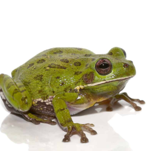 Barking Tree Frog for sale
