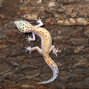 Bells Albino Snake Eyes Leopard Gecko for sale