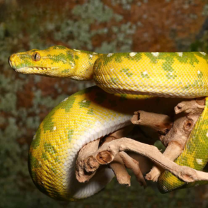 Biak Green Tree Python for sale