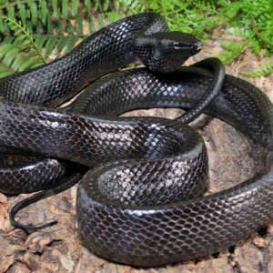 Black Jansen’s Ratsnake for sale.