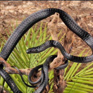 Black Tree Snake for sale.