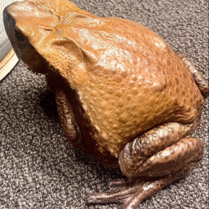 Blomberg’s Toad – Colombian Giant Toad for sale