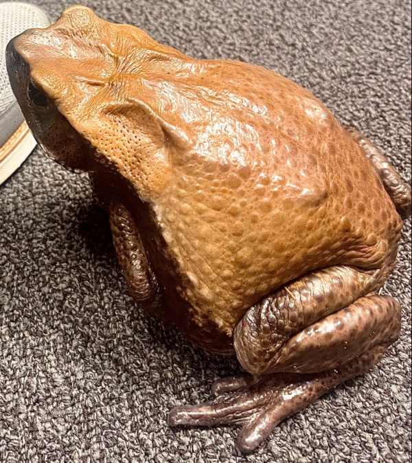 Blomberg’s Toad – Colombian Giant Toad for sale