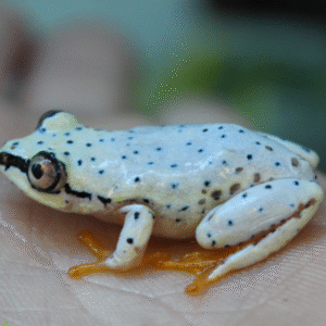 Blue Back Reed Frog – Heterixalus Madagascariensis for sale