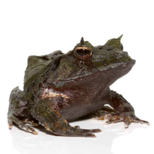Blue Moss Eyelash Frog for sale