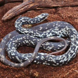 Buttermilk Racer Snake for sale.