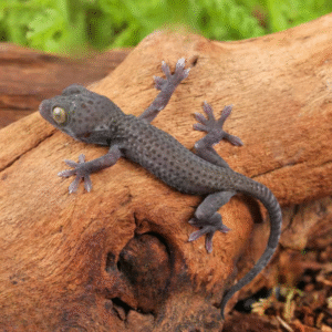 C.B. Baby Blueberry Tokay Gecko for sale