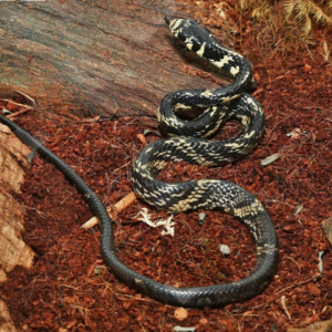 C.B. Baby Guyana Tiger Ratsnake for sale.