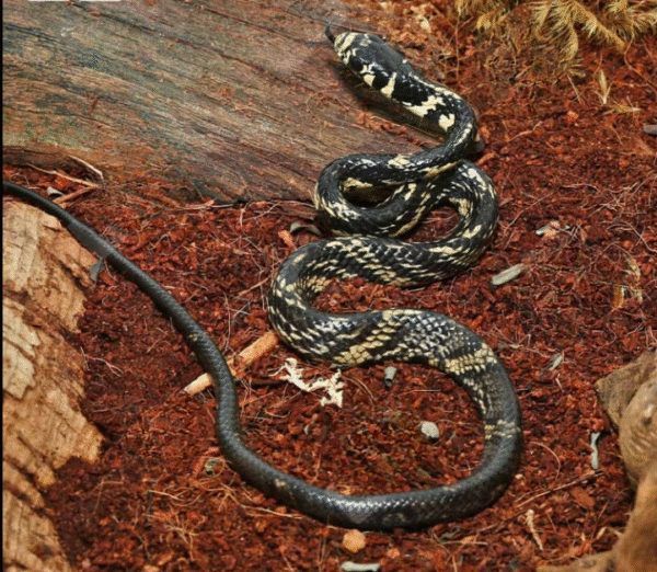 C.B. Baby Guyana Tiger Ratsnake for sale.