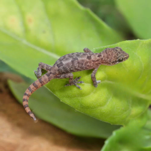 C.B. Baby Lined Day Gecko for sale