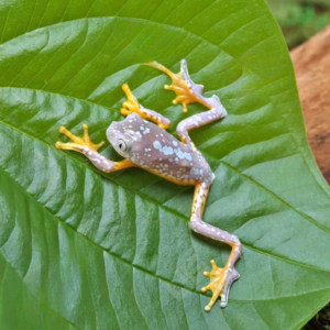 C.B. Fringed Leaf Frog for sale