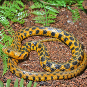 Checkered Keelback Water Snake for sale.