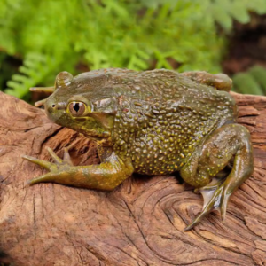 Chilean Wide Mouth Toad for sale.
