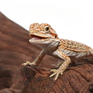 Citrus Dunner Leatherback Bearded Dragon for sale