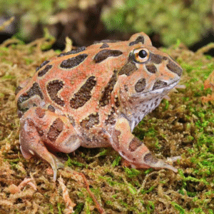 Coffee Pacman Frog for sale