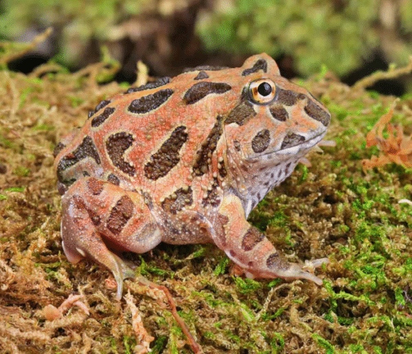 Coffee Pacman Frog for sale