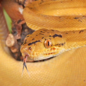 Colored Amazon Tree Boa for sale.