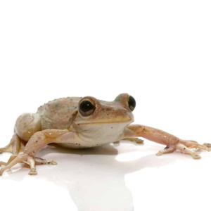 Copper Green Cuban Tree Frog for sale