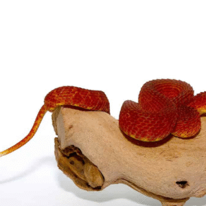Crimson Red Squamigera Bush Viper for sale