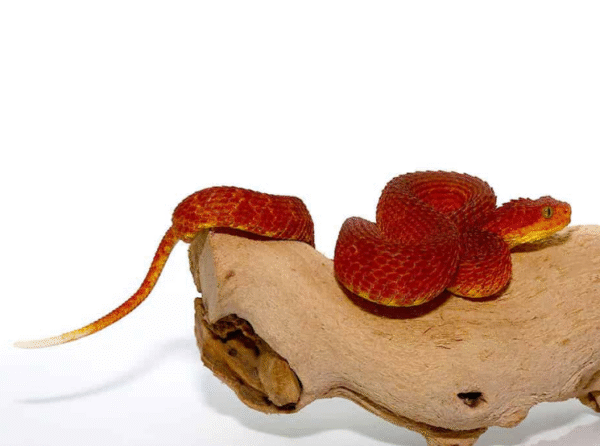 Crimson Red Squamigera Bush Viper for sale