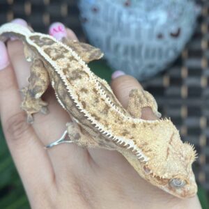 Cupid” Adult Pinstripe Crested Gecko for sale