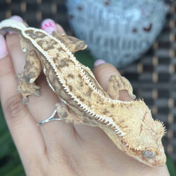 Cupid” Adult Pinstripe Crested Gecko for sale