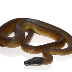 D’Alberts White Lipped Python for sale.