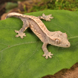 Dalmatian Lilly White Crested Gecko for sale