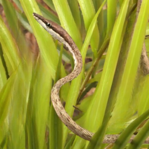 Daudin’s Vine Snake for sale.