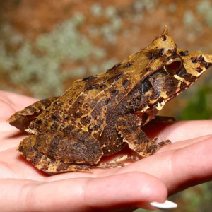 Dead Leaf Solomon Island Eyelash Frog for sale