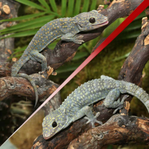 Diablo Tokay Gecko Pair for sale