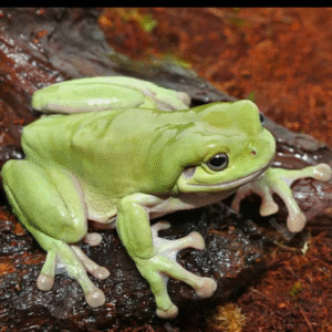 Dumpy Tree Frog for sale