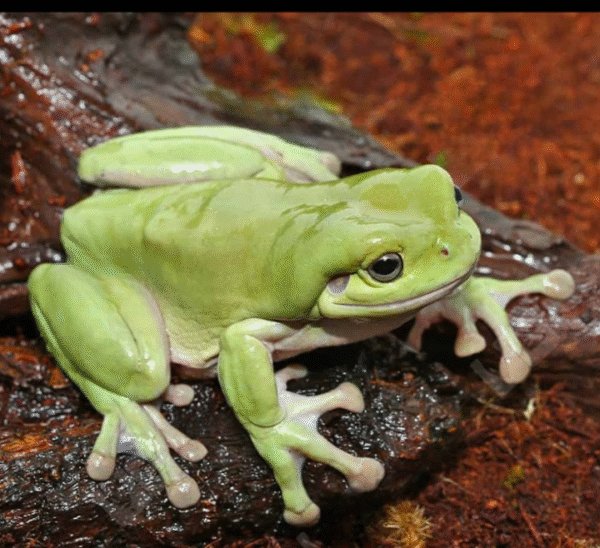 Dumpy Tree Frog for sale