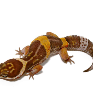 East Indian Leopard Gecko for sale