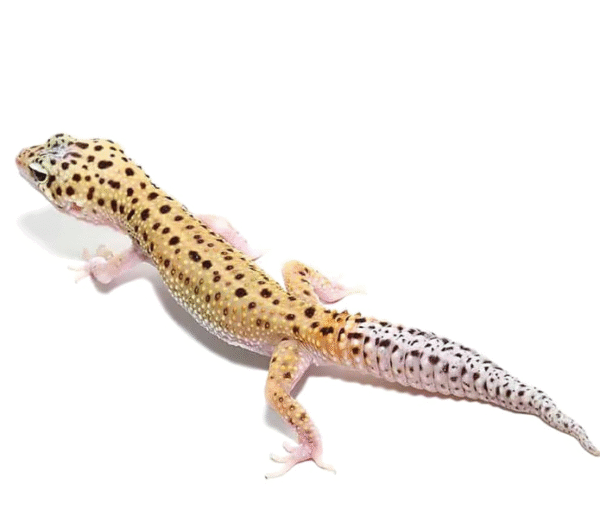Eclipse Leopard Gecko for sale