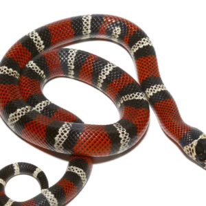 Ecuadorian Milksnake for sale.