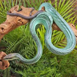 Female Blue Red Tail Green Ratsnake for sale