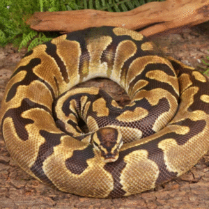 Female Fire Enchi Ball Python for sale.