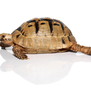 Female Greek Tortoise available for sale