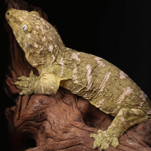 Female High Pink Pine Island Leachianus Gecko for sale