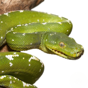 Female High White Aru Chondro Python for sale