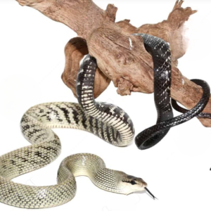Female Jansen’s Ratsnake for sale.