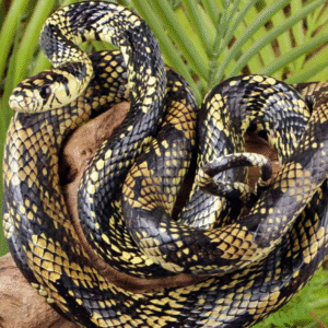 Female Nicaraguan Tiger Ratsnake for sale