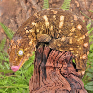 Female Pine Island Leachianus Gecko #2 for sale