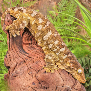 Female Pine Island Leachianus Gecko for sale