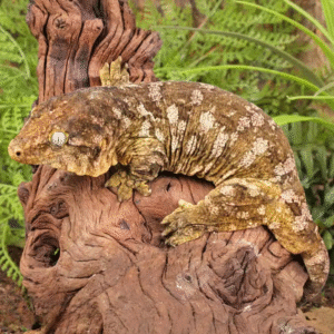 Female Pine Island Leachianus for sale
