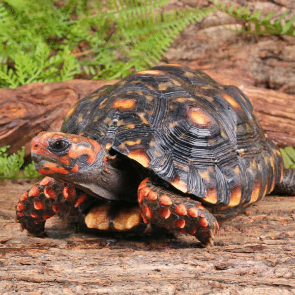 Female Sub Adult Cherry Head Redfoot Tortoise for sale