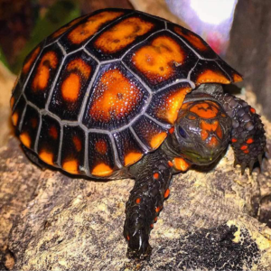 Female Sub Cherry Head Redfoot Tortoise for sale